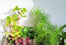 Rośliny biurowe podczas urlopu zbiorowego: opieka